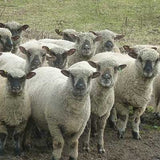 Shropshire Sheep