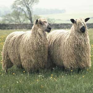 Teeswater Top - The Woolery