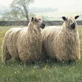 Teeswater Top - The Woolery