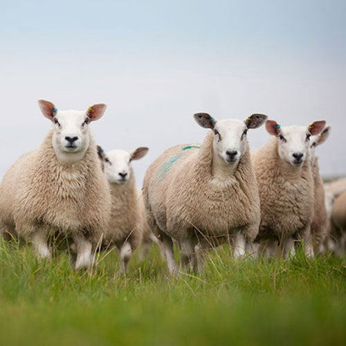 Texel Sheep