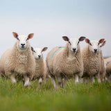 Texel Sheep