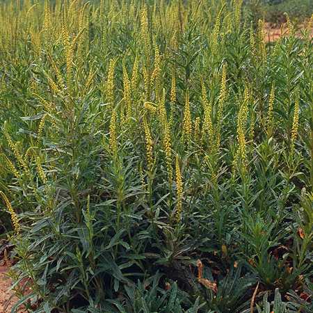 weld plant seeds Weld Seeds