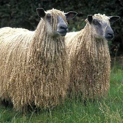 Wensleydale Sheep