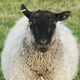 Gotland Top - White - Source