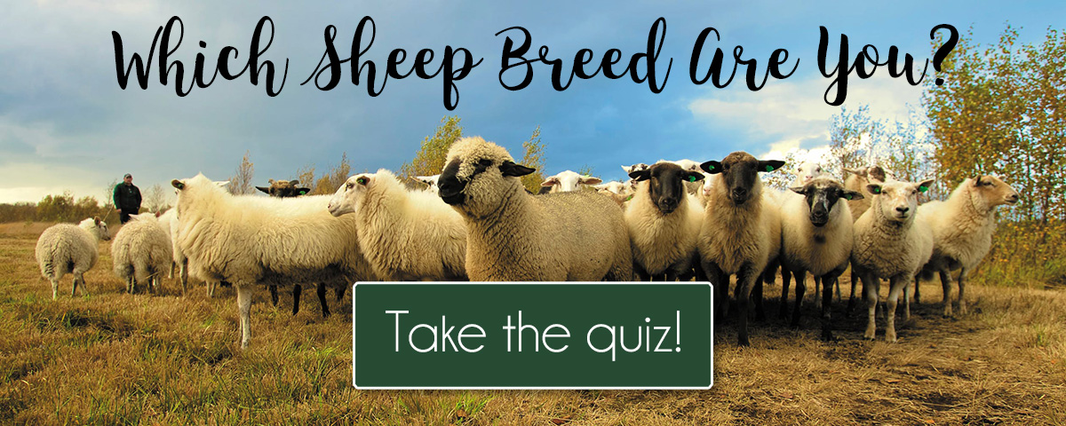 Which Sheep Breed Are You? 